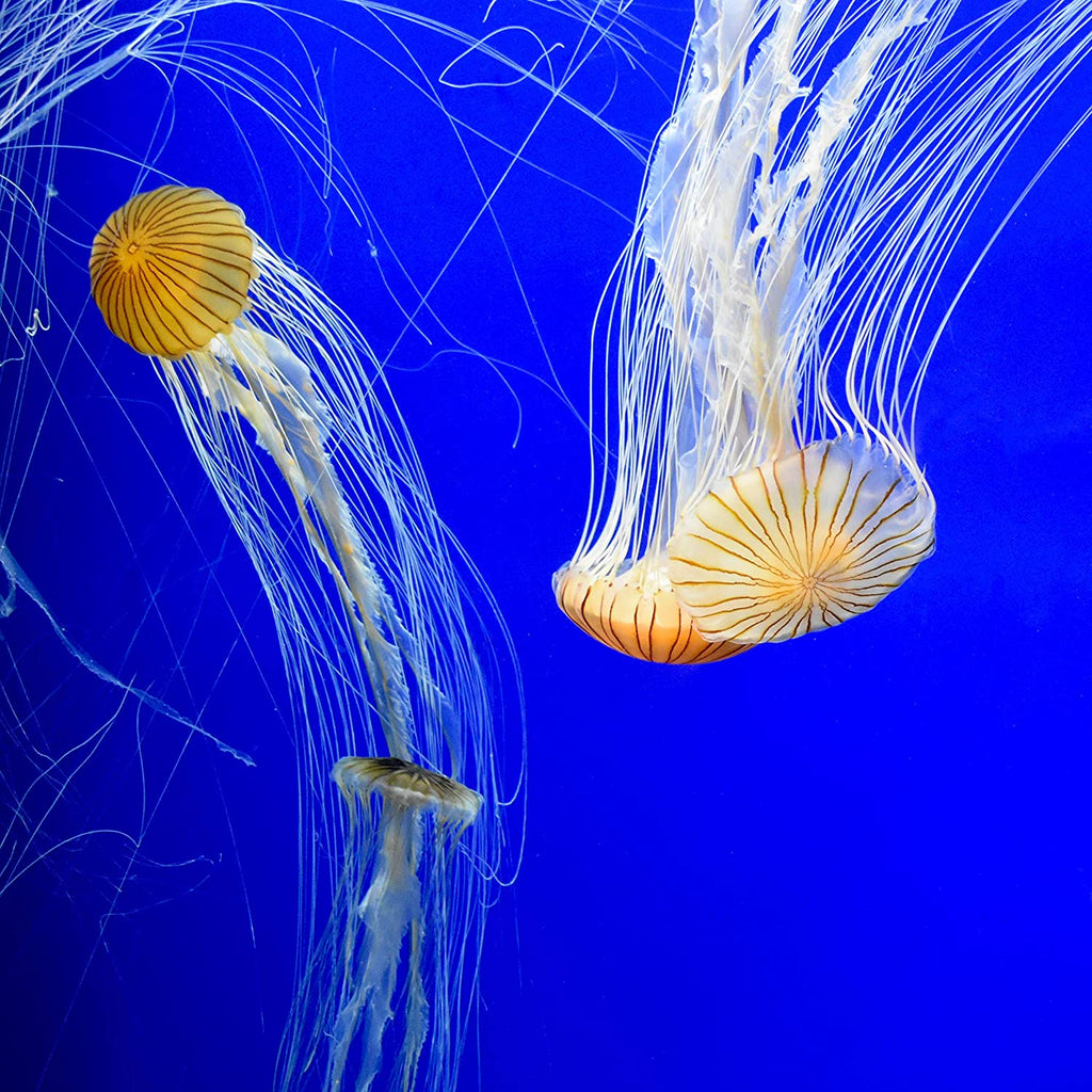 Prime Fresh and Saltwater Conditioner - Chemical Remover and Detoxifier