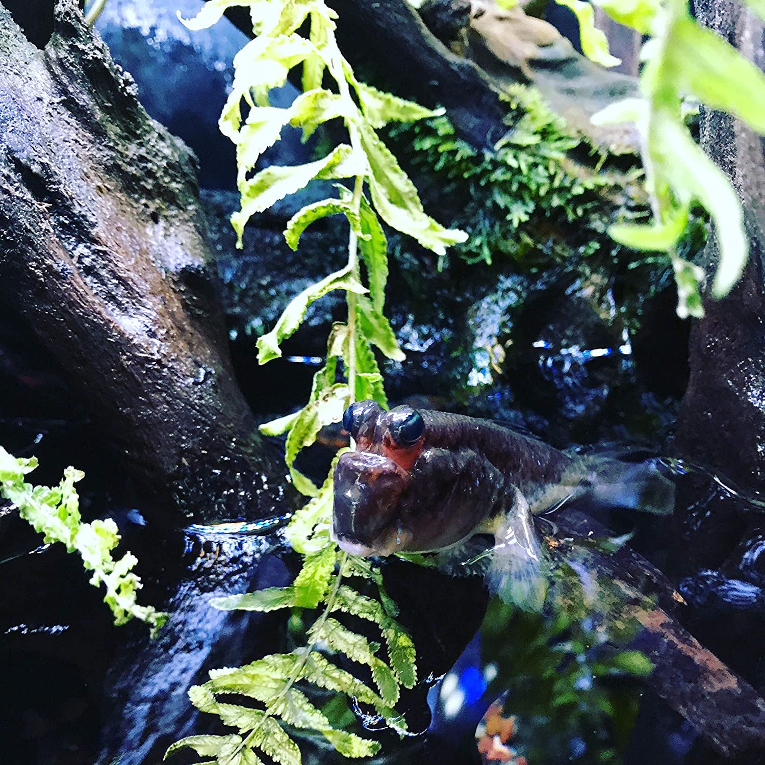 Prime Fresh and Saltwater Conditioner - Chemical Remover and Detoxifier